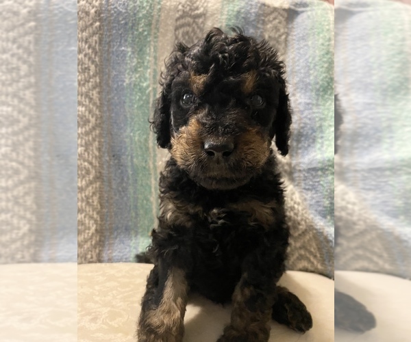 Medium Photo #1  Breeder Profile in DENVER, NC, USA