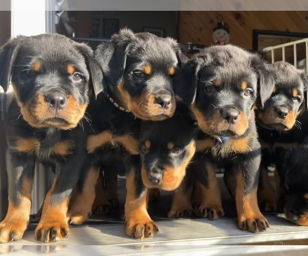 Medium Photo #1  Breeder Profile in FABIUS, NY, USA