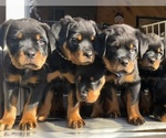 Small breeder photo