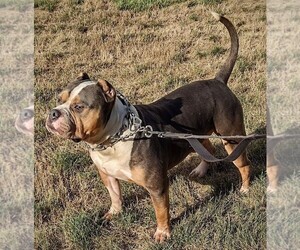 Main photo of American Bully Dog Breeder near DES MOINES, IA, USA