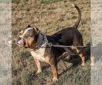 Small breeder photo