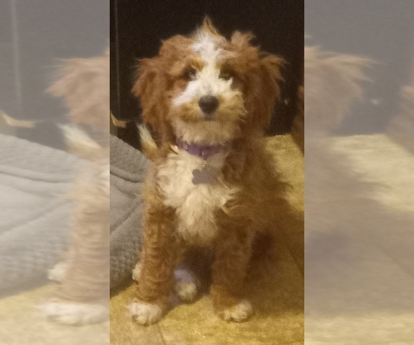 Medium Photo #12  Breeder Profile in SAINT MARYS, KS, USA