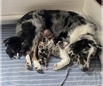 Small #9 Breeder Profile image