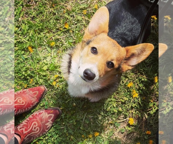 Medium Photo #1  Breeder Profile in KODIAK, AK, USA