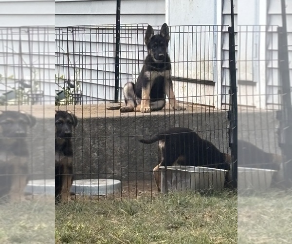 Medium Photo #7  Breeder Profile in SOUTH EASTON, MA, USA