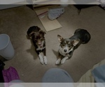 Small breeder photo