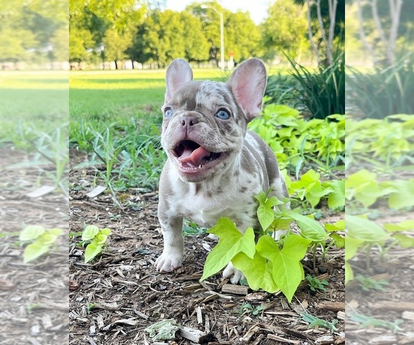 Medium Photo #1  Breeder Profile in FORT WORTH, TX, USA