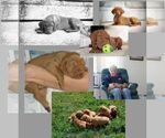 Small #7 Breeder Profile image