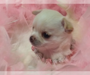 Chihuahua Dog Breeder near THE WOODLANDS, TX, USA