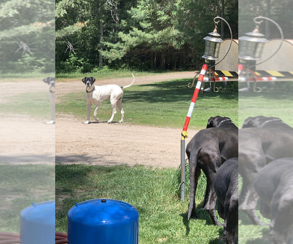 Medium Photo #3  Breeder Profile in ORR, MN, USA
