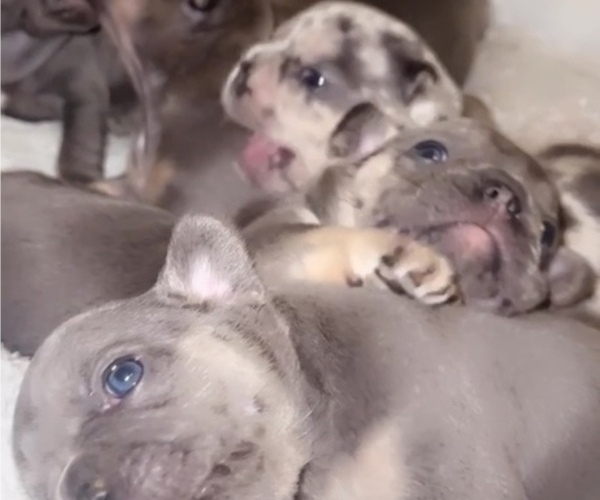 Medium Photo #2  Breeder Profile in TAMPA, FL, USA