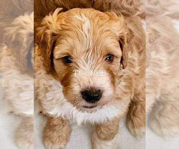 Medium Photo #3  Breeder Profile in GRAND JCT, CO, USA