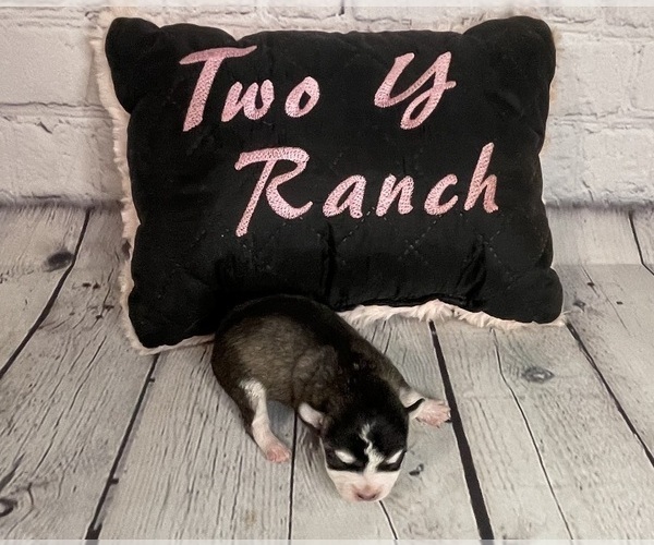 Medium Photo #2  Breeder Profile in STARR, SC, USA