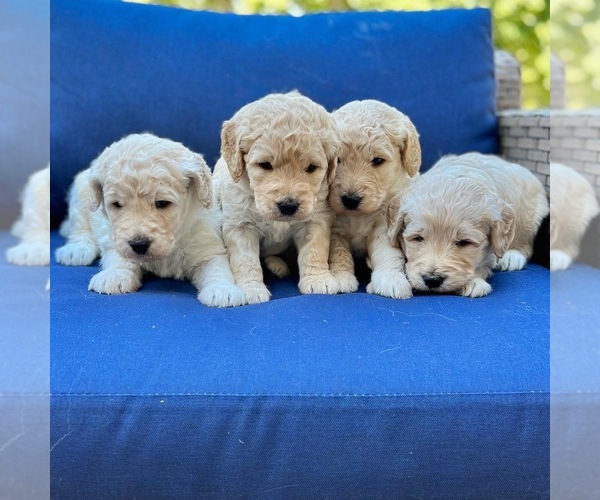 Medium Photo #1  Breeder Profile in LEES SUMMIT, MO, USA