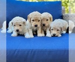 Small breeder photo