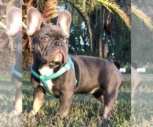 French Bulldog Dog Breeder near OCALA, FL, USA