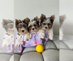 Small breeder photo