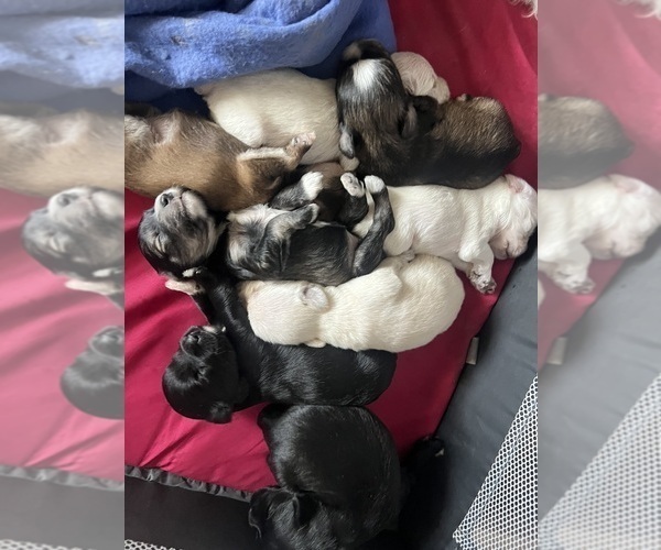 Medium Photo #3  Breeder Profile in WELLINGTON, AL, USA