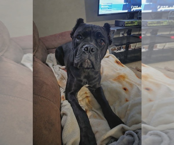 Medium Photo #7  Breeder Profile in PONSFORD, MN, USA