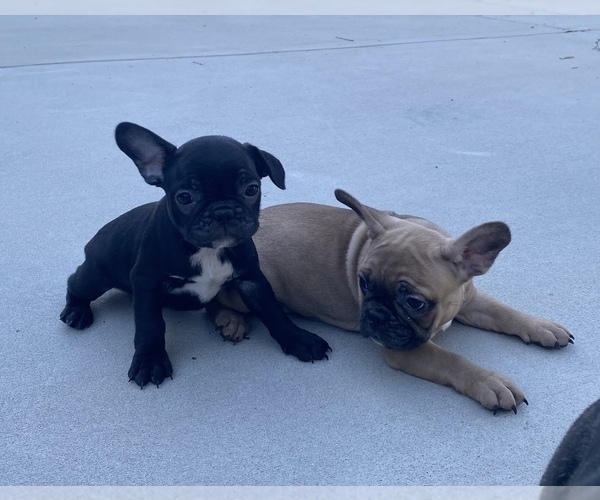 Medium Photo #1  Breeder Profile in CHESAPEAKE, VA, USA