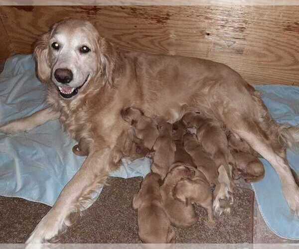 Medium Photo #1  Breeder Profile in ERIE, PA, USA