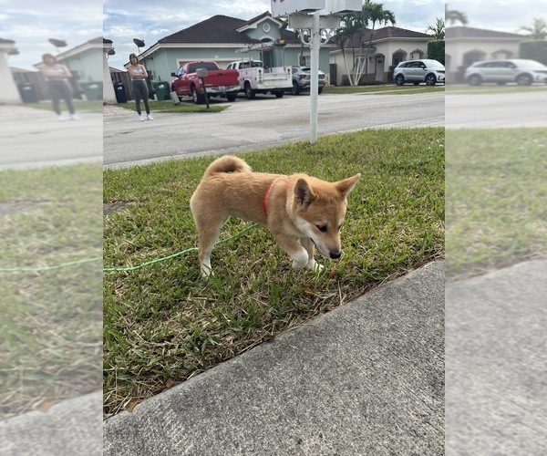 Medium Photo #12  Breeder Profile in MIAMI, FL, USA