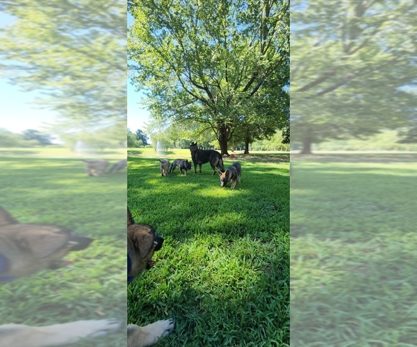 Medium Photo #24  Breeder Profile in HUMBOLDT, TN, USA