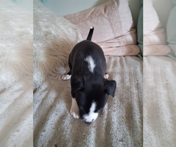 Medium Photo #17  Breeder Profile in BAKERSFIELD, CA, USA