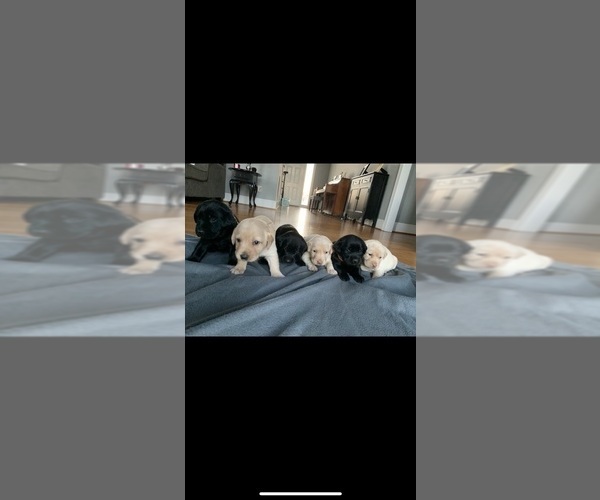 Medium Photo #19  Breeder Profile in GREENVILLE, NC, USA