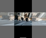 Small #18 Breeder Profile image