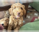 Small #3 Breeder Profile image