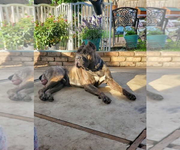 Medium Photo #1  Breeder Profile in POMONA, CA, USA