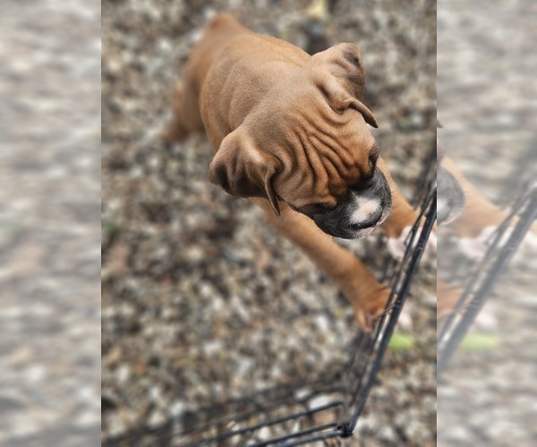 Medium Photo #1  Breeder Profile in GOLDFIELD, IA, USA