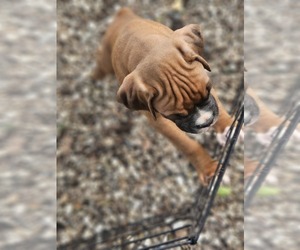 Boxer Dog Breeder near GOLDFIELD, IA, USA