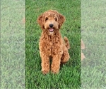 Small #14 Breeder Profile image