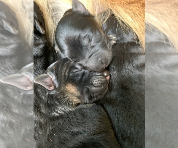 Medium Photo #51  Breeder Profile in PINON HILLS, CA, USA