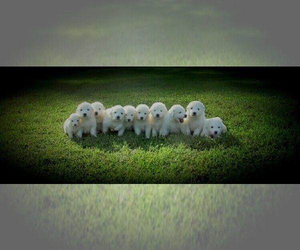 Medium Photo #1  Breeder Profile in BEALETON, VA, USA