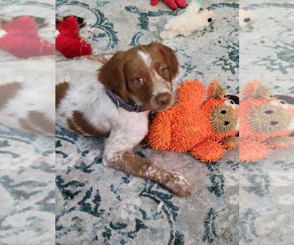 Medium Photo #148  Breeder Profile in HORTENSE, GA, USA