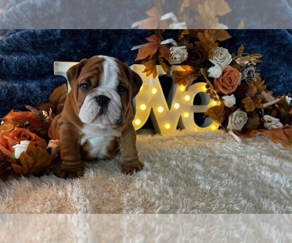 Medium Photo #8  Breeder Profile in OOLOGAH, OK, USA