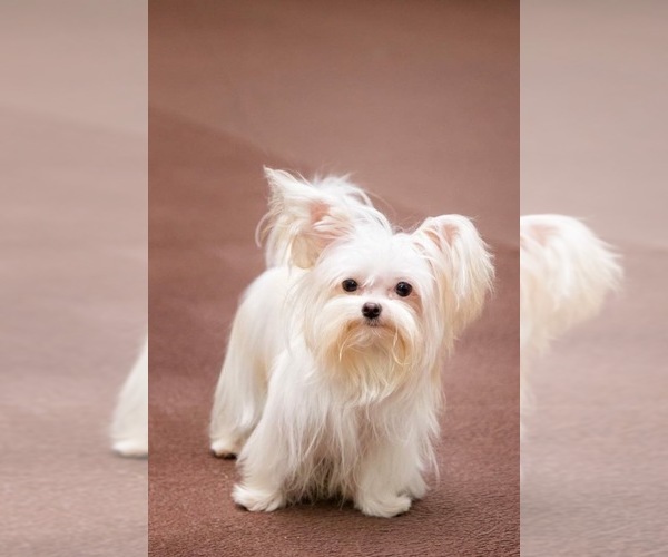 Medium Photo #4  Breeder Profile in MIDDLEBURG, FL, USA