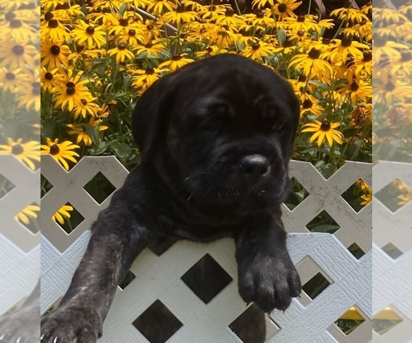 Medium Photo #17  Breeder Profile in HERRIN, IL, USA