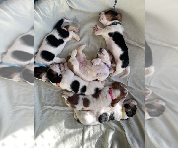 Medium Photo #1  Breeder Profile in MONCKS CORNER, SC, USA