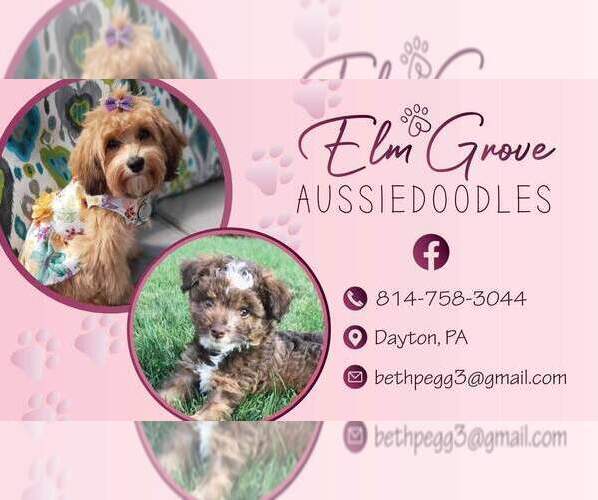 Medium Photo #1  Breeder Profile in DAYTON, PA, USA