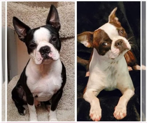 Medium Photo #1  Breeder Profile in CLEVELAND, TX, USA