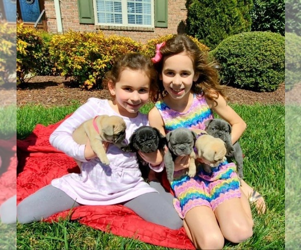 Medium Photo #1  Breeder Profile in COLFAX, NC, USA