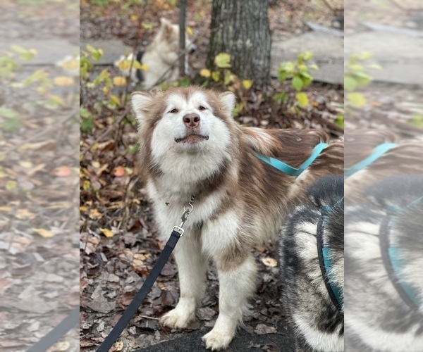 Medium Photo #86  Breeder Profile in FREDERICK, MD, USA