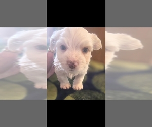 Yorkshire Terrier Dog Breeder near MILWAUKIE, OR, USA