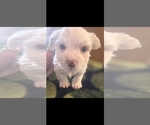 Small breeder photo