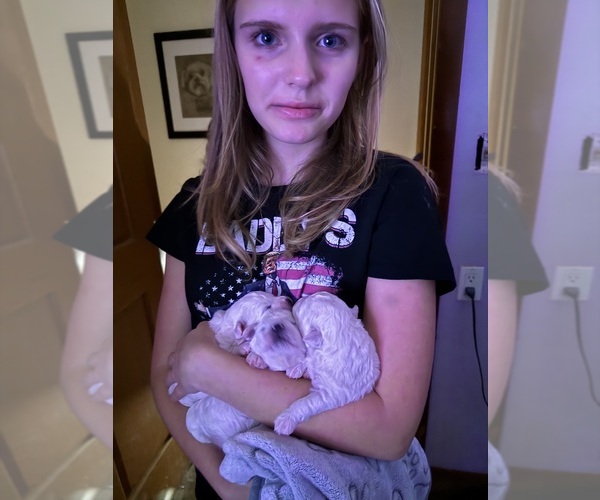 Medium Photo #17  Breeder Profile in PICKFORD, MI, USA