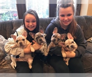 Main photo of French Bulldog Dog Breeder near RICHFIELD, OH, USA